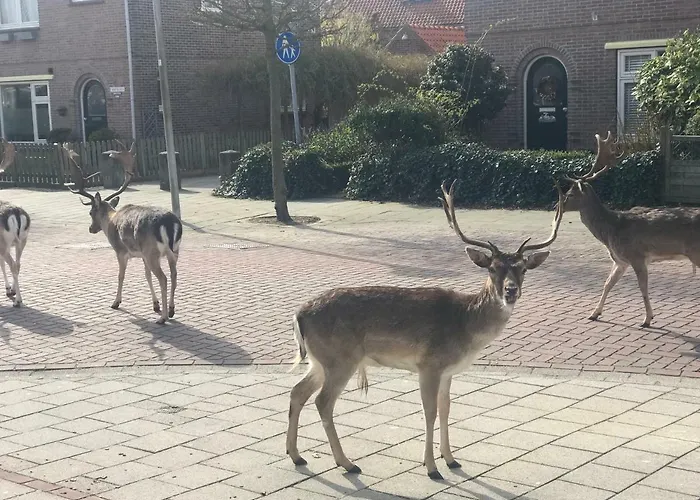 Apartment 4 Seasons *